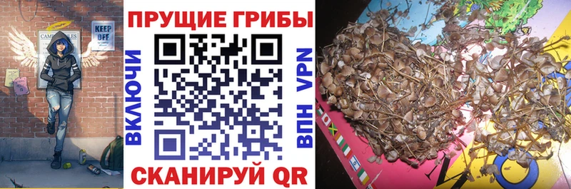 Галлюциногенные грибы ЛСД Великий Устюг